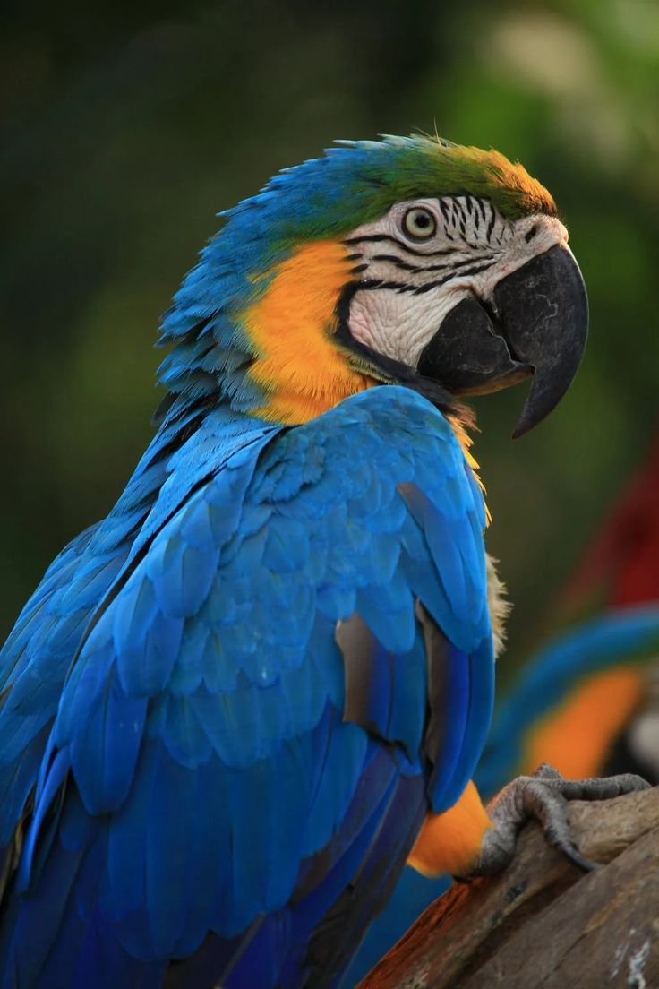 Macaw image